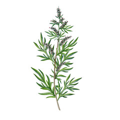 Fototapeta premium Fresh mugwort plant vintage style watercolor illustration. Hand drawn artemisia vulgaris medicinal plant. Mugwort stem with leaves and flowers alternative herbal medicine element on white background