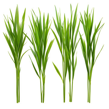 Green grass blades isolated on white background close up of fresh foliage