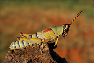 An elegant grasshopper (Zonocerus elegans) in natural habitat, South Africa