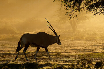A gemsbok antelope (Oryx gazella) walking in dust at sunset, Kalahari desert, South Africa