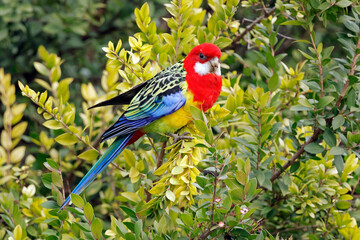 A colorful male eastern rosella (Platycercus eximius) perched in a tree, South Australia