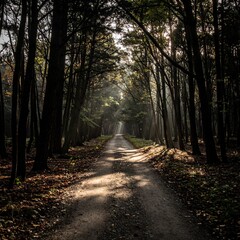 Fototapeta premium Sunlit Forest Path.