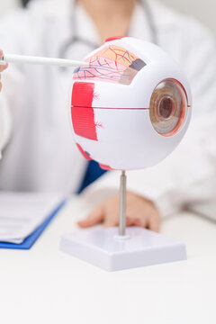 Doctor with human Eye anatomy model with magnifying glass. Eye disease, Refractive Errors, Age Related Macular Degeneration, Cataract, Diabetic Retinopathy, Glaucoma, Amblyopia, Strabismus and Health