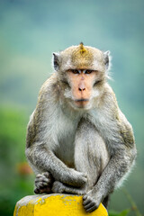 Fototapeta premium Crab eating macaque (Macaca fascicularis, long tailed macaque, cynomolgus macaque, monyet ekor panjang) in the wild
