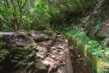 Fototapeta premium irrigation canal in forest