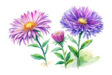 Obraz premium Watercolor New England Aster Blossom, Native Purple Floral Vector Isolated on White