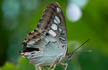 Parthenos sylvia, the Clipper or Brown Clipper, is a species of nymphalid butterfly found in south and southeast Asia