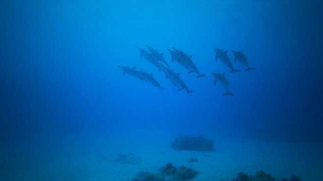 Pod of Dolphins Swimming in Deep Blue Ocean