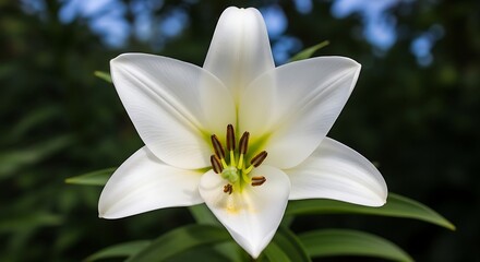 Fototapeta premium Close-up shot of a white lily with six petals and yellow stamens against a blurred green background with natural lighting.
