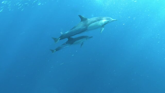 Mother and Baby Dolphins Swimming Underwater