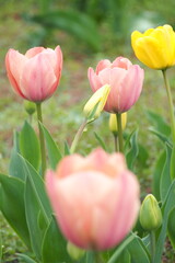 植物　花　夕方　畑　風景
