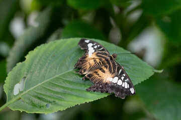 Parthenos sylvia, the Clipper or Brown Clipper.