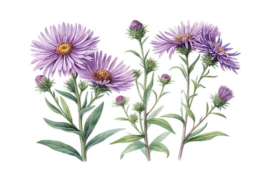 Watercolor New England Aster Flower Art, Purple Wildflower Botanical, vector illustration isolated on white background
