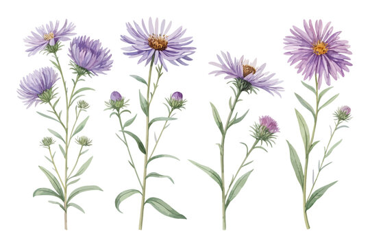 set of Watercolor New England Aster Flower Art, Purple Wildflower Botanical, vector illustration isolated on white background
