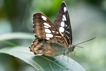 Parthenos sylvia, the Clipper or Brown Clipper.