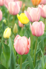 植物　花　夕方　畑　風景