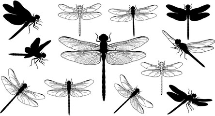Detailed dragonfly silhouette and line art vector illustration collection, pond insect icons, flying summer wildlife elements, decorative nature garden clipart set. © Ahsan