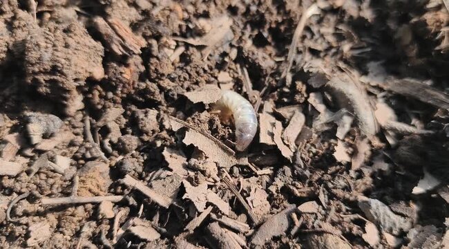 A grub crawls and hides underground. 