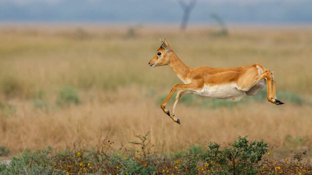 Female Blackbuck Leaping Across Grassland in Rajasthan