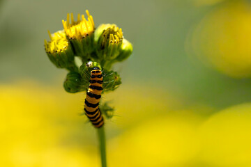 A Cinnabar Moth larva (Tyria jacobaeae).
