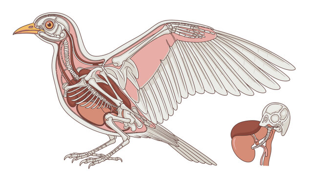 Detailed anatomical illustration of a bird with its skeleton and muscles exposed, shown in a walking stance with one wing spread, alongside a smaller inset of its skull and pelvis.
