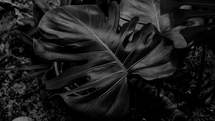 Grayscale Photo of Leaves © Zelin