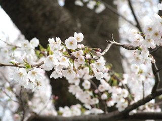 植物　自然　春　花　風景