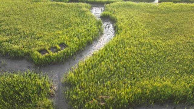 Bird's eye view of landscapes of Charleston, South Carolina with grassy marshes and waterways in the lowcountry region during morning light - 4K Drone