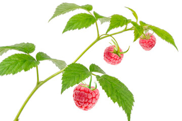 Fresh Raspberries with Green Leaves Isolated on White Background, Macro Product Photography. Ideal for food packaging, healthy eating concepts, organic product branding, juice and smoothie advertising