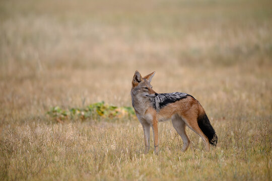 An adult black backed jackal standing in a field of grass