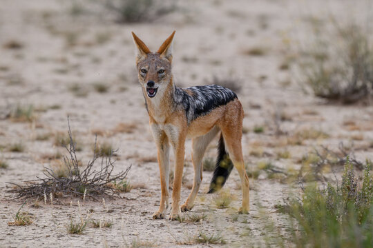 A black-backed jackal in an arid landscape howling