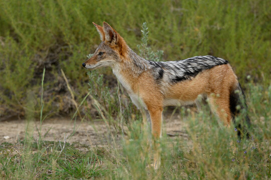 A black-backed jackal standing amongst shrubs