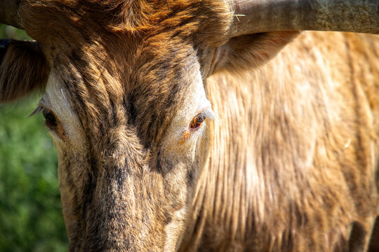 Close up portrait of a brown Texas longhorn cow