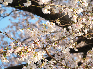 植物　自然　春　花　風景
