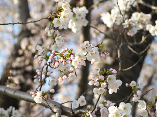植物　自然　春　花　風景