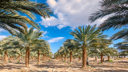 Panoramic view on plantation of date palm trees on a sunny day, agriculture in desert and arid areas of the Middle East