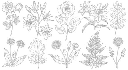 Fototapeta premium Detailed line art botanical illustrations of various flowers, leaves, and plants including roses, lilies, dandelions, and ferns.