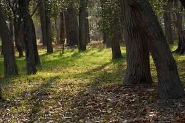 雑木林の地面をスポットライトのように照らす冬の朝日