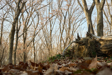 青空に向かって伸びる葉のない冬の木々と大きな倒木