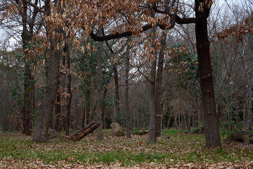 茶色の枯葉が残る寂しさの漂う冬の雑木林