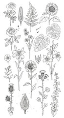 Fototapeta premium A collection of detailed black and white line art botanical illustrations featuring various flowers and plants such as roses, lilies, sunflowers, ferns, and monstera leaves.