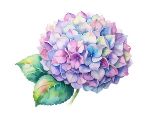 Watercolor Hydrangea Flower Painting, Pastel Floral Clipart, isolated on white background