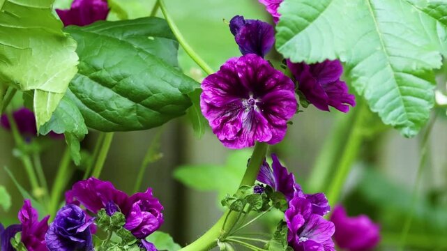 Close Up of Vibrant Purple Malva Sylvestris Flowers in Bloom