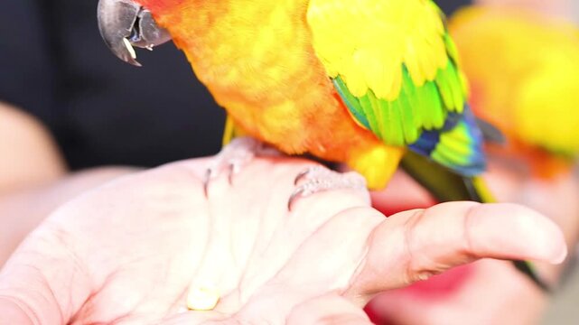 Close Up of Colorful Sun Conure Parrot Perched on Human Hand