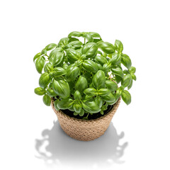 Naklejka premium Lush Fresh Green Basil Plant in Rustic Jute Pot White Background