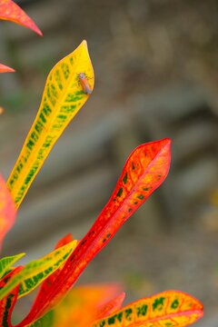 Close up Garden Croton plant (Codiaeum variegatum),  Puring or Kroton. Bothrogonia ferruginea on the leaf. 