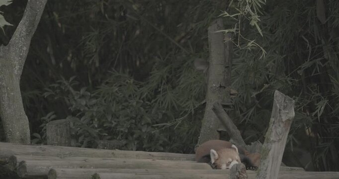 Ungraded C LOG 2, Red Panda Resting And Falls Asleep In Slow Motion. Cute Red Panda Face. Fly Bird On Background. Ailurus Fulgens Or Lesser Panda Is Small Mammal Native To Eastern Himalayas And
