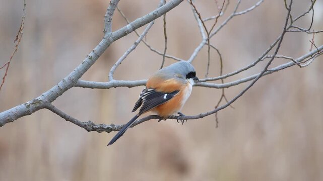 Long-tailed Shrike Bird Perched on a Bare Tree Branch in Winter Nature Background
