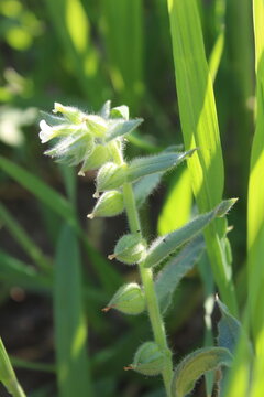 Nonea or the monkswort flowers and plant 
