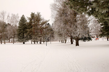 Winter in the park